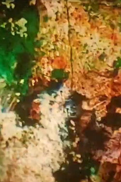 Spring Cycle (1995)