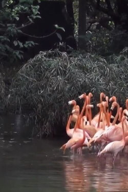 Spring Flamingo (2016) Spring Flamingo (2016)