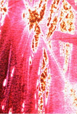 Spring Flavor (1996)