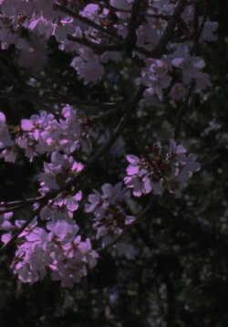 Spring Songs (2017)