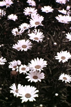 Spring Symphony (1956)