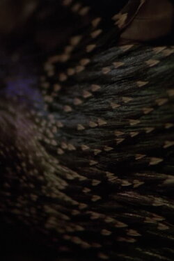 Starlings (2013) Starlings (2013)