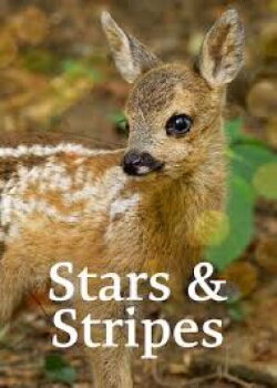 Stars and Stripes (2022) Stars and Stripes (2022)