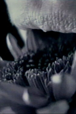 straightbut (1997)