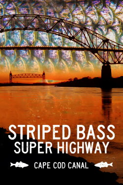 Striped Bass Super Highway: Cape Cod Canal (2020) Striped Bass Super Highway: Cape Cod Canal (2020)