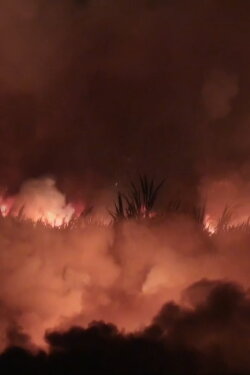 Sugar Cane (2022)