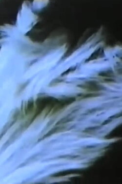 Summer Solstice (1974)