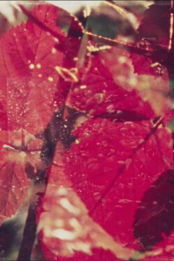 Summerfall Black Berries (1982)