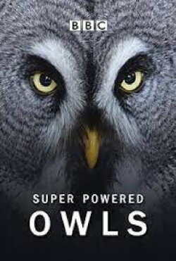 Super Powered Owls (2015) Super Powered Owls (2015)