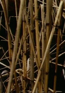 Swamp (1971)
