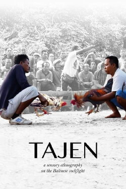 Tajen (2017) Tajen (2017)