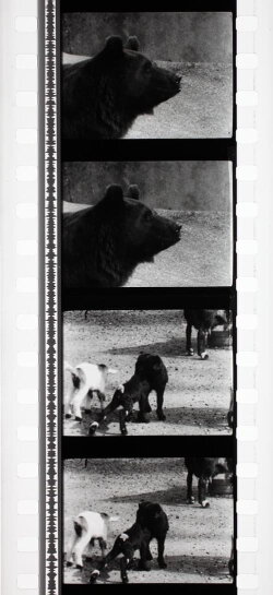 Tant qu'il y aura des bêtes (1959) Tant qu'il y aura des bêtes (1959)