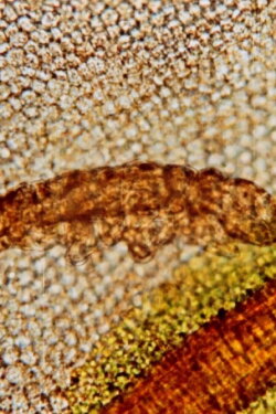 Tardigrada (1968)