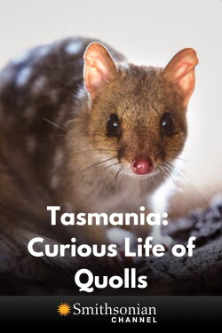Tasmania: Curious Life of Quolls (2021) Tasmania: Curious Life of Quolls (2021)