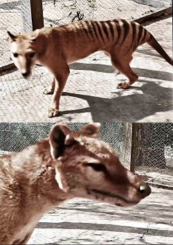 Tasmanian Tiger in Colour (2021) Tasmanian Tiger in Colour (2021)