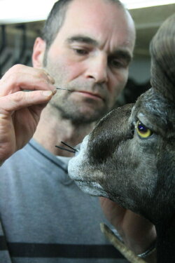 Taxidermist (2010) Taxidermist (2010)