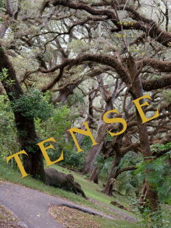 Tense (2024)