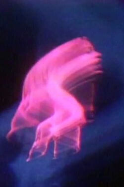 Terminal Self (1972)