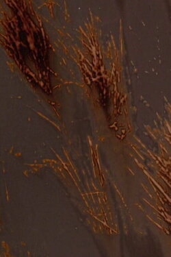Terre rouge terre noire (2024)