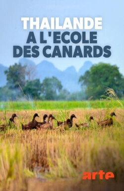 Thaïlande, à l'école des canards (2020) Thaïlande, à l'école des canards (2020)