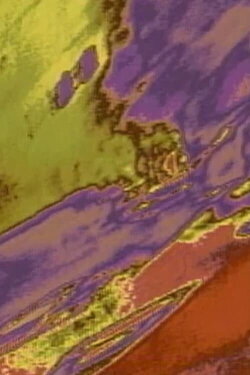 Thallus (1991)
