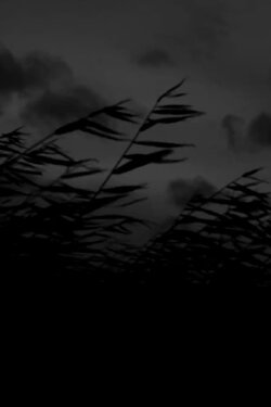That Which Will Rise from Wind (2020) That Which Will Rise from Wind (2020)