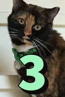 The Adventures of Murphy the Cat #3 (2018)