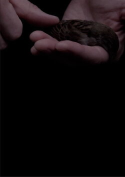 The Afterlife of Fatherbird (2020) The Afterlife of Fatherbird (2020)