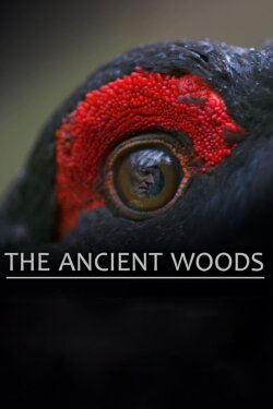 The Ancient Woods (2018) The Ancient Woods (2018)