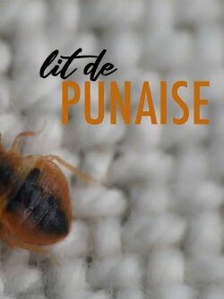 The Bedbug (2019)