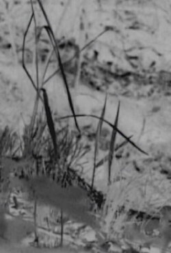 The Bird (2008)