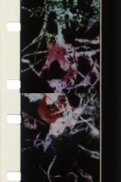 The Birds Of Paradise (1999)