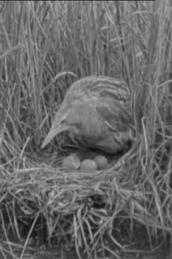 The Bittern (1931) The Bittern (1931)