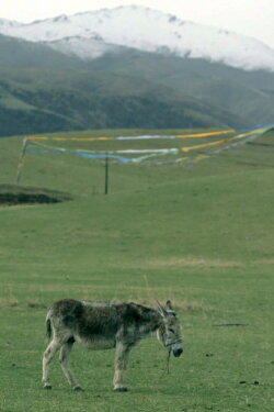 The Boys and the Donkey (2024) The Boys and the Donkey (2024)