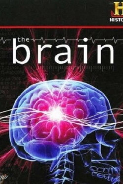 The Brain (2008) The Brain (2008)