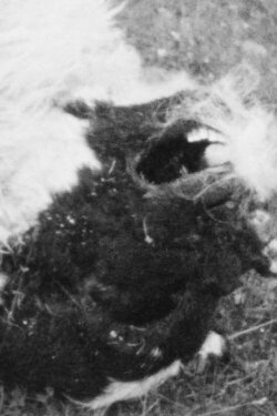 The Breath of Sheep (1970) The Breath of Sheep (1970)