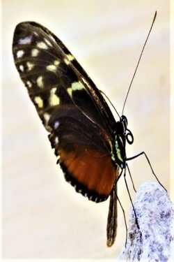 The Butterfly Effect (2020) The Butterfly Effect (2020)