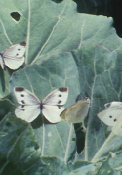 The Cabbage Butterfly (1968)