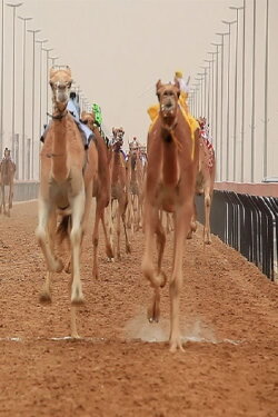 The Camel Race (2018) The Camel Race (2018)