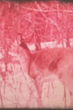 The Changing Forest (1958) The Changing Forest (1958)