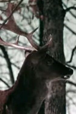 The Christmas Deer (1958) The Christmas Deer (1958)