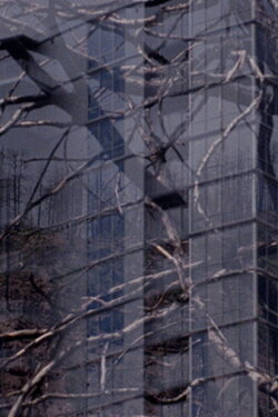 The City is a Heat Island & our Forests are on Fire (2020)