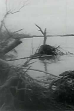 The control of water (1951) The control of water (1951)