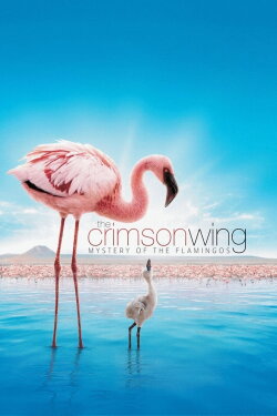 The Crimson Wing: Mystery of the Flamingos (2008) The Crimson Wing: Mystery of the Flamingos (2008)