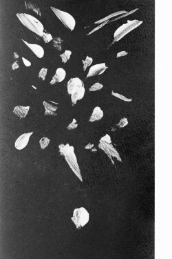 The Death of a Star Is Such a Beautiful Thing (2024) The Death of a Star Is Such a Beautiful Thing (2024)