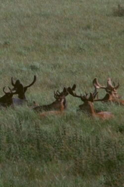 The Deer Garden: The Romantic Forest (1970) The Deer Garden: The Romantic Forest (1970)