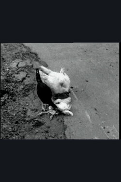 The Delmarva Chicken of Tomorrow (2002) The Delmarva Chicken of Tomorrow (2002)