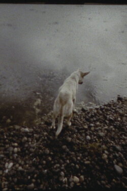 The Departing Images (2023) The Departing Images (2023)