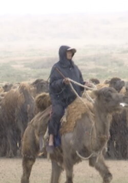 The Disappearing Camel Caravan (2017) The Disappearing Camel Caravan (2017)