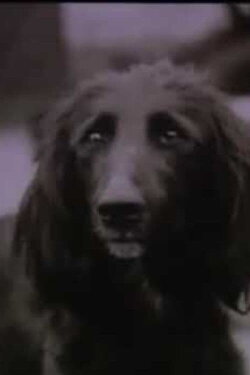 The Dog Was Running (1990) The Dog Was Running (1990)